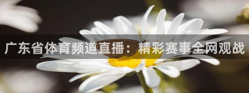 鲸鱼直播体育直播：广东省体育频道直播：精彩赛事全网观战
